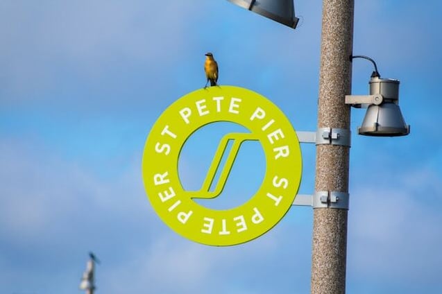a-bird-perched-on-a-st-pete-pier-sign-in-st-petersburg-florida