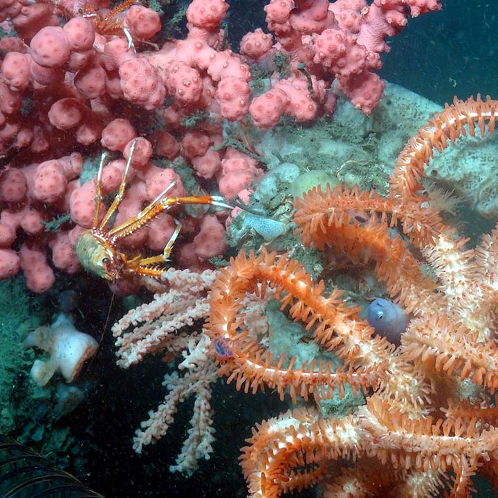 fun-and-sun-marine-biology-experience
