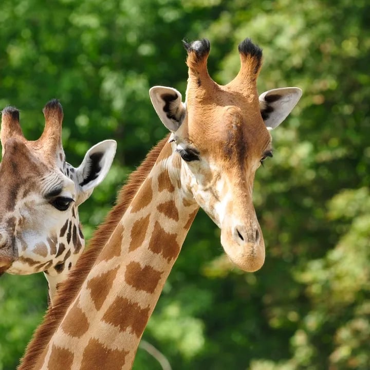 Zoo Giraffes