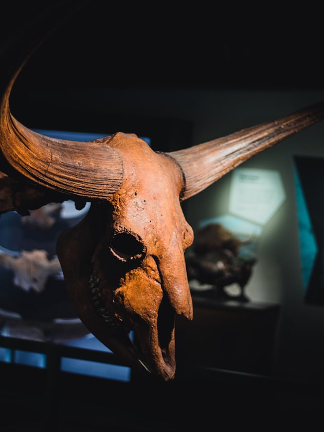 An animal display at Cincinnati Museum Center in Ohio, USA near ELS Language Centers.