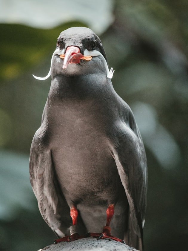 A penguin at Cincinnati Zoo and Botanical Garden in Ohio, USA near ELS Language Centers.