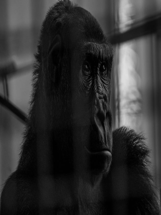 A gorilla at Cleveland Metroparks Zoo in Cleveland, Ohio, USA near ELS Language Centers.