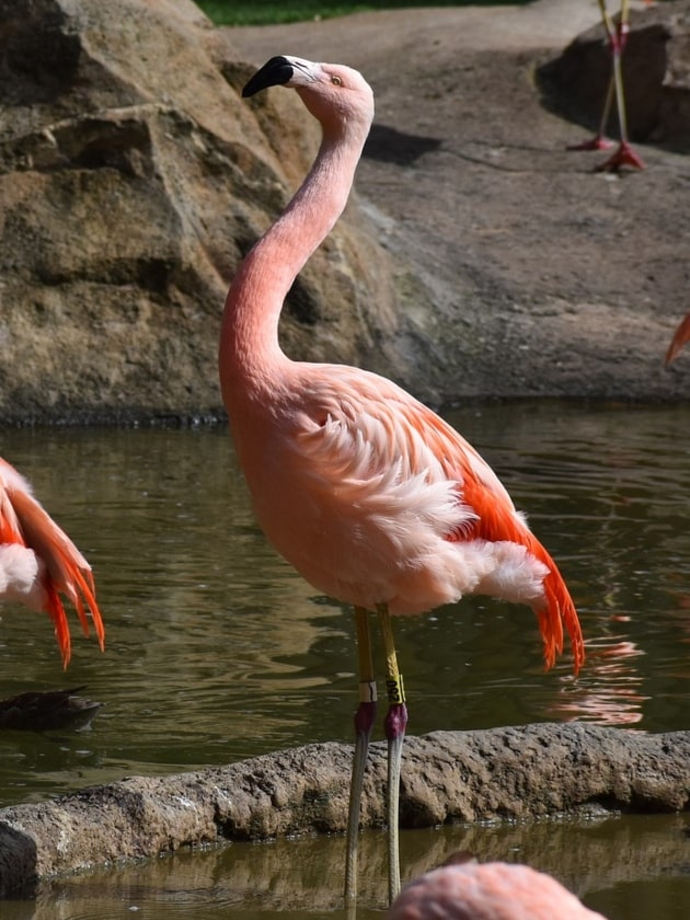 A flamingo at Herman Park Zoo in Houston, Texas, USA near ELS Language Centers.