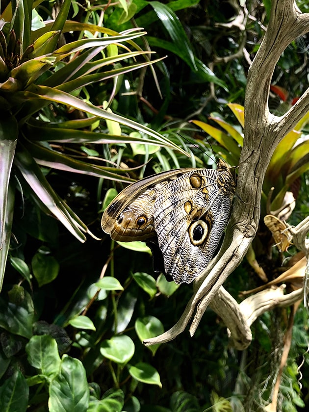 A butterfly perched on a branch at the California Science Center in Los Angeles, California, USA near ELS Language Centers.
