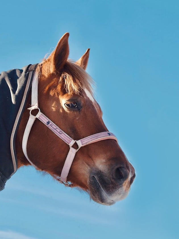 A close-up view of a brown horse's head with a blue sky in the background.