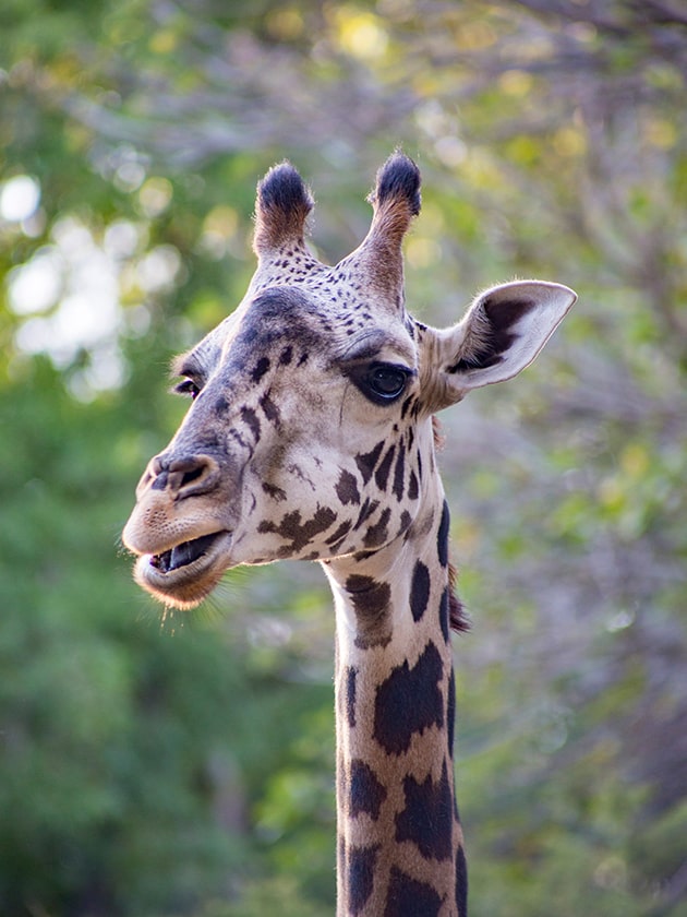 A close-up photo of a giraffe's head at the Los Angeles Zoo and Botanical Gardens in California, USA near ELS Language Centers.  