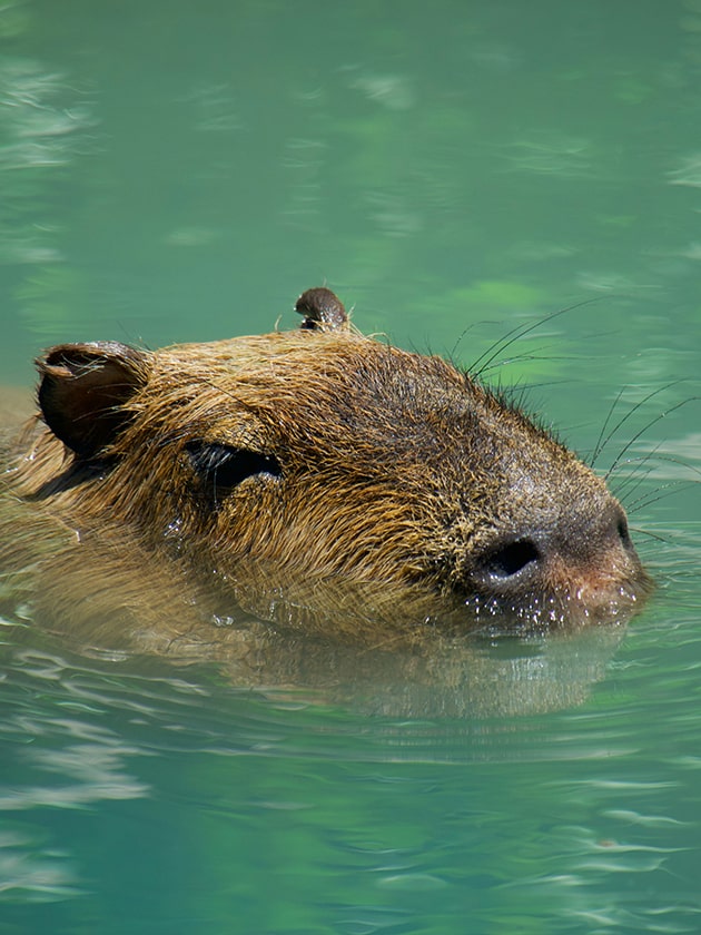 A capybara swimming at Brevard Zoo in Melbourne, Florida, USA near ELS Language Centers.
