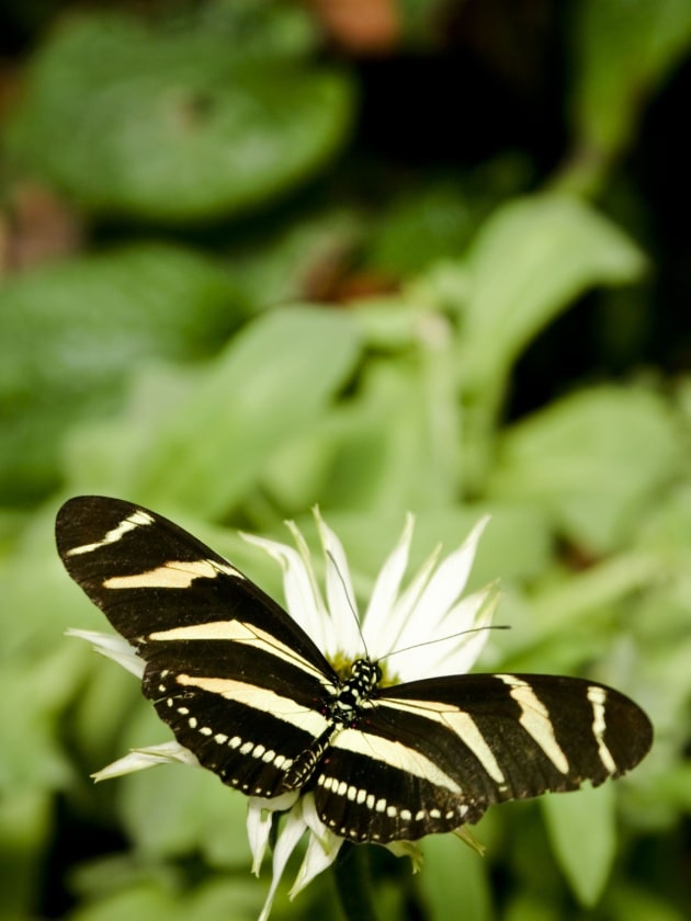 A zebra longwing butterfly atop of a flower. Visitors can see butterflies, greenery, and more at the Florida Institute of Technology botanical garden in Melbourne, Florida, USA near ELS Language Centers.