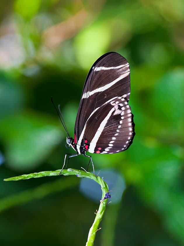 A zebra longwing butterfly atop of a flower. Visitors can see butterflies, greenery, and more at the Florida Institute of Technology botanical garden in Melbourne, Florida, USA near ELS Language Centers.