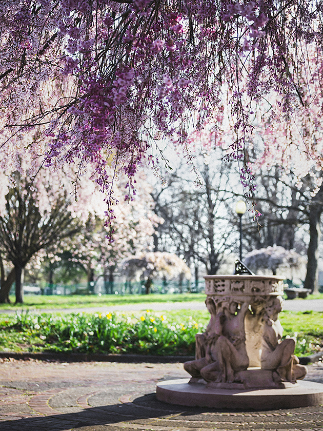 Cherry blossom trees at Fairmount Park in Philadelphia, Pennsylvania, USA near ELS Language Centers.