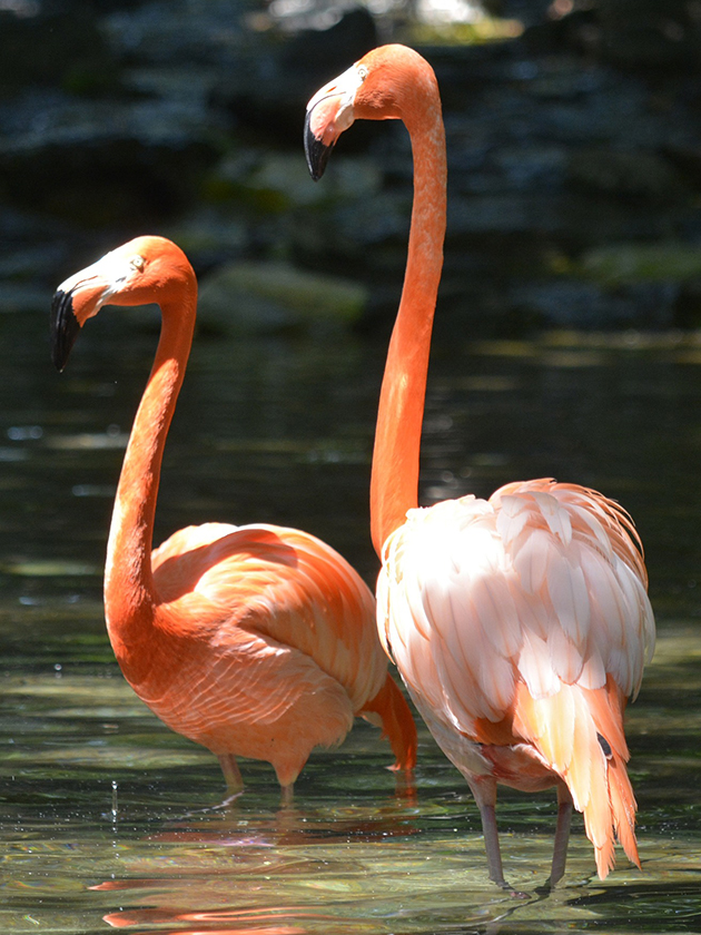 Visitors can see flamingos at the Philadelphia Zoo in Philadelphia, Pennsylvania, USA near ELS Language Centers.