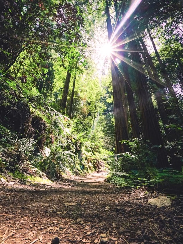 Sunshine shining through trees along a trail at Muir Woods National Monument, a nature preserve in California, USA, near ELS San Francisco, North Bay.