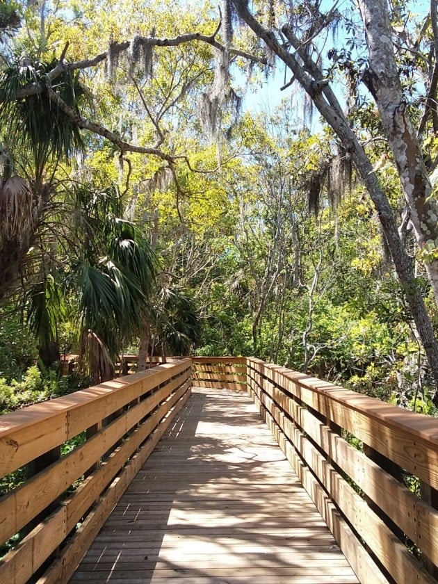 A wooden bridge lined with trees at the Boyd Hill Nature Preserve in St. Petersburg, Florida, USA, near ELS Language Centers.