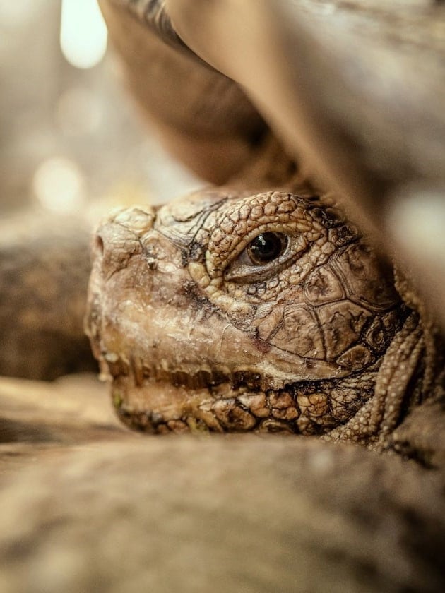 A close-up photo of a turtle on the ground in Miami, Florida, USA.