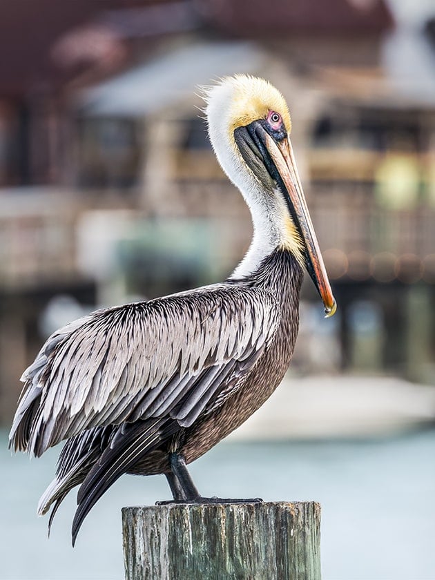 A pelican perched on a wooden post with a distant view of John's Pass Village and Boardwalk in St. Petersburg, Florida, USA, near ELS Language Centers.