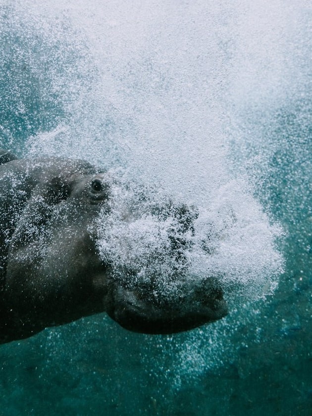 A manatee underwater at Busch Gardens® in Tampa Bay, Florida, USA, near ELS St. Petersburg.